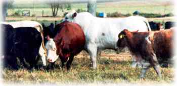 Romagnola X Angus Calf - 6 Weeks Old